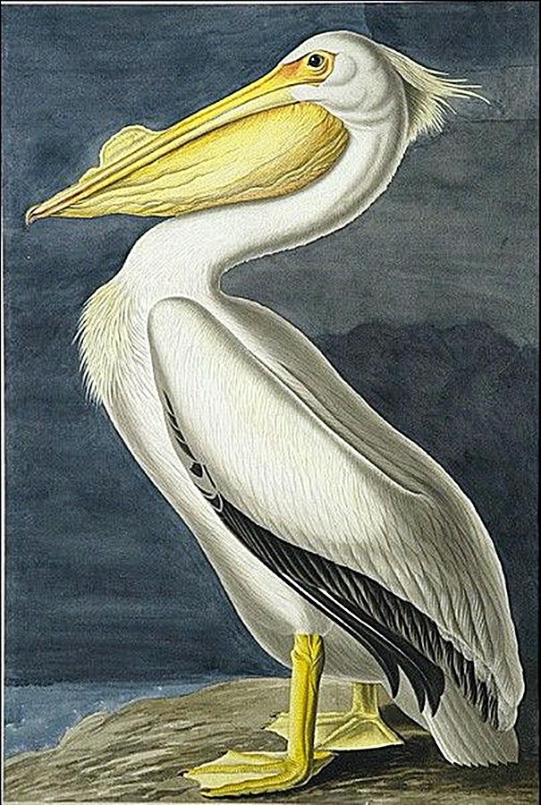 Pelican Painting by Audubon - Fine Art America