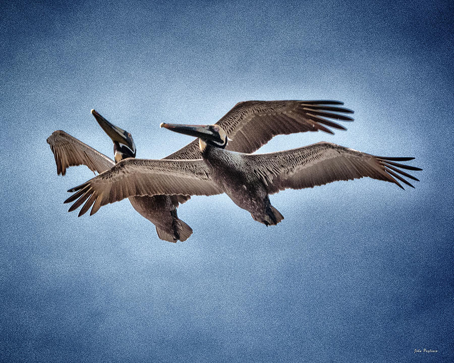 Pelican Ballet Photograph by John Pagliuca