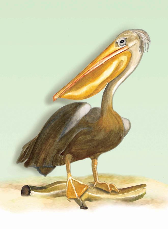 Pelican Bill Painting by Anne Beverley-Stamps
