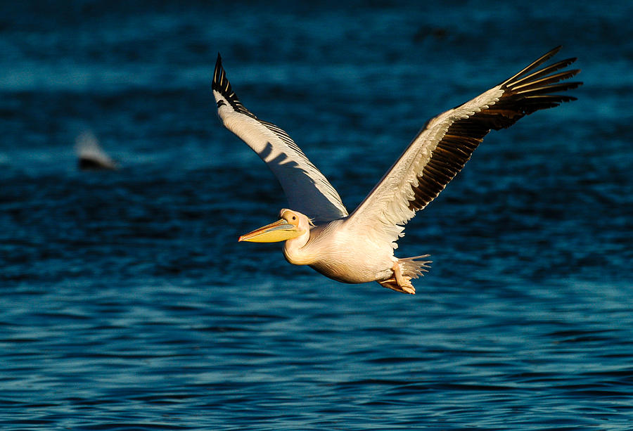 Pelican brief Photograph by Alistair Lyne