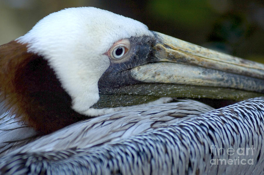 Pelican Brief Photograph by Bob Christopher