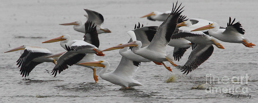 Pelican Brief II Photograph by Steve Javorsky