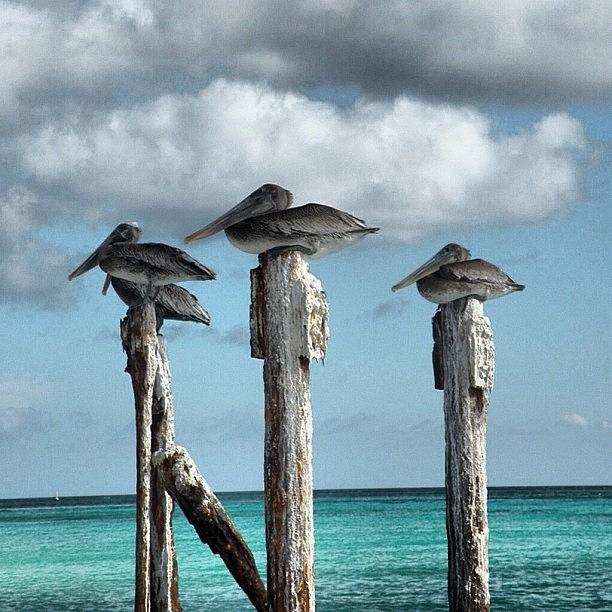 Pelican Photograph - #pelican #clouds #aruba #arubasun by Marian  Alleva