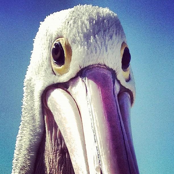 Pelican Photograph - Pelican by Darren Frankish