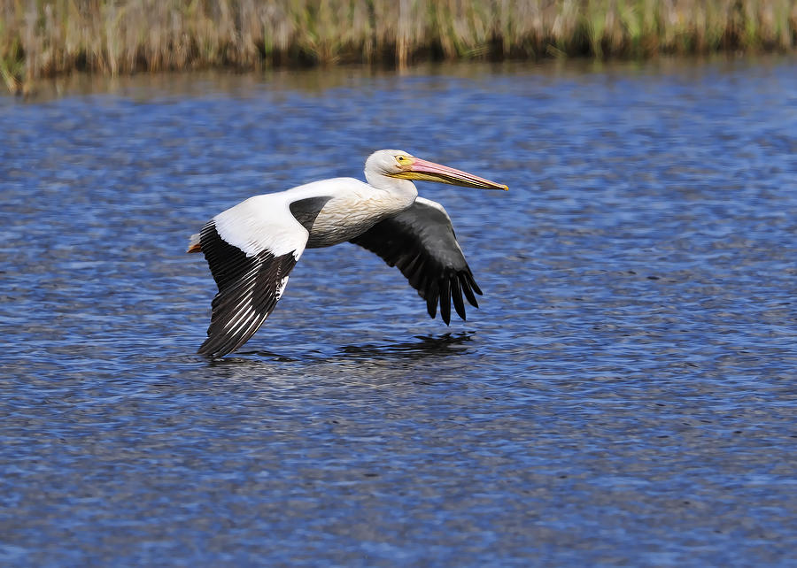 Pelican Flight Photograph by Bill Dodsworth