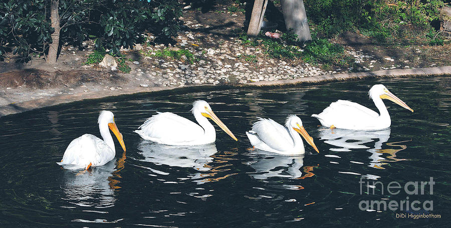 Pelican Flotilla Photograph by DiDi Higginbotham - Pixels