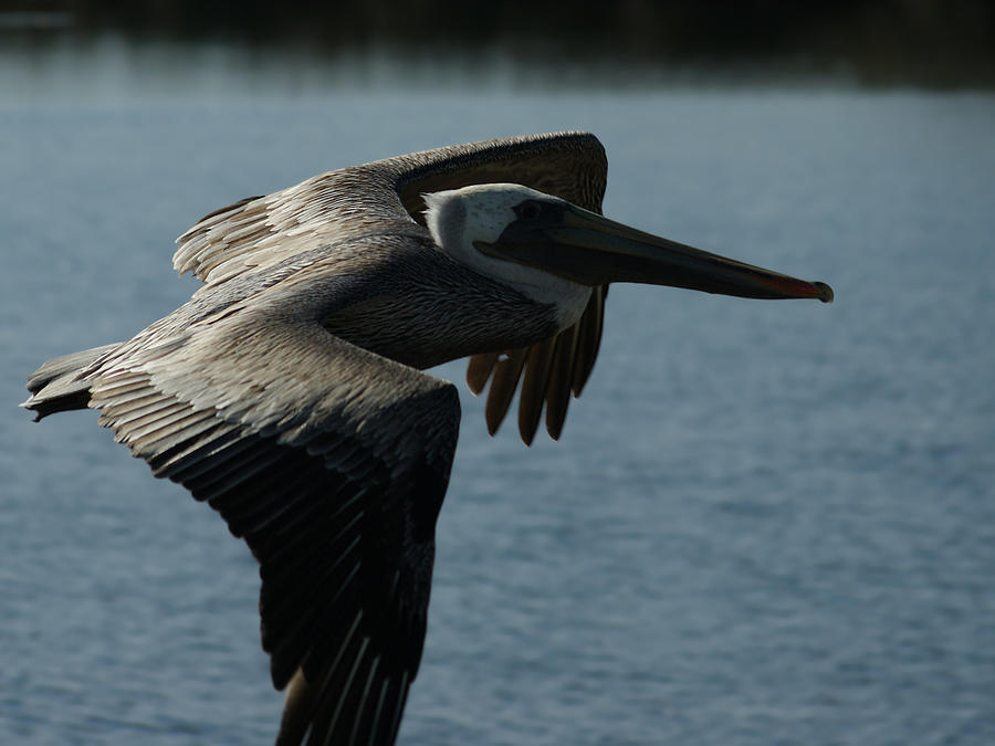 Pelican Fly By Photograph by Ernest Echols
