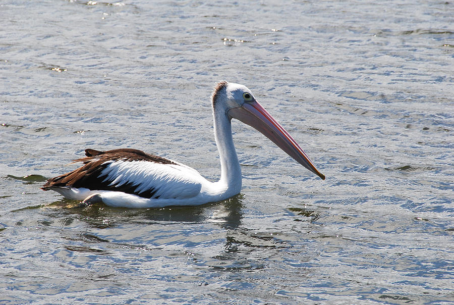 Pelican Photograph by Fran Woods