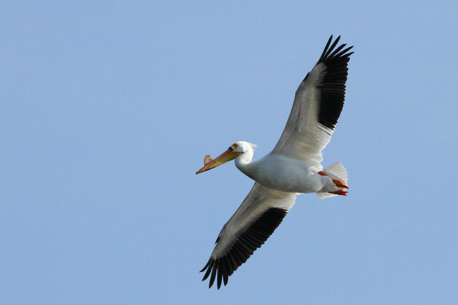 Pelican Glider Photograph by Mark J Seefeldt