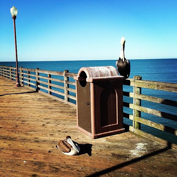 Pier Photograph - Pelican Hanging Out. #pier #rita520 by Rita Spiegel