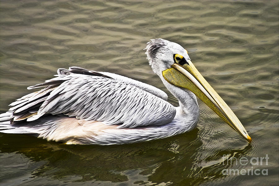 Pelican Photograph by Heiko Koehrer-Wagner