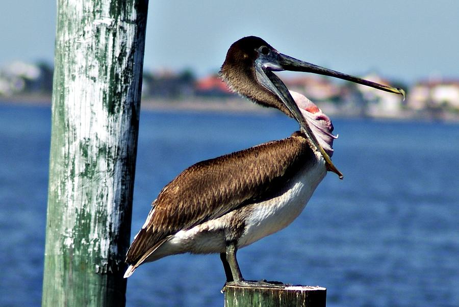 Pelican II Photograph by Joe Faherty