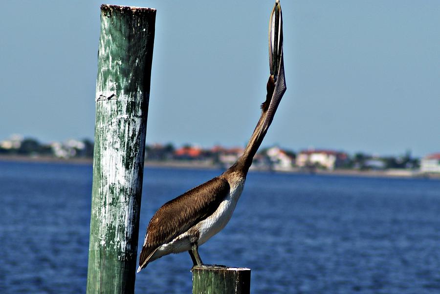 Pelican III Photograph by Joe Faherty