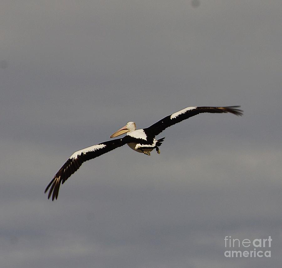 Pelican in flight 2 Photograph by Blair Stuart