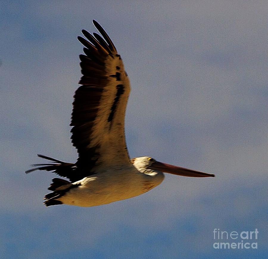 Pelican in flight Photograph by Blair Stuart