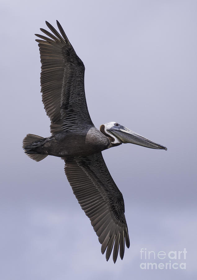 Pelican in Flight Photograph by David Waldrop
