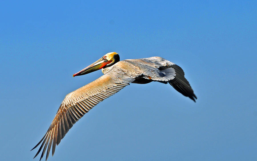 Pelican Photograph - Pelican in Flight by Lynn Bauer