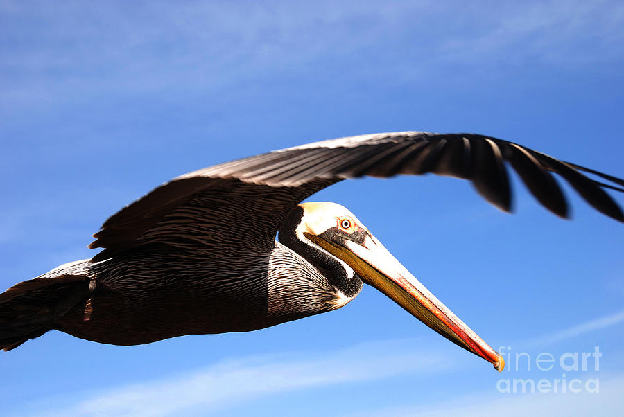 Pelican in flight Photograph by Susanne Van Hulst