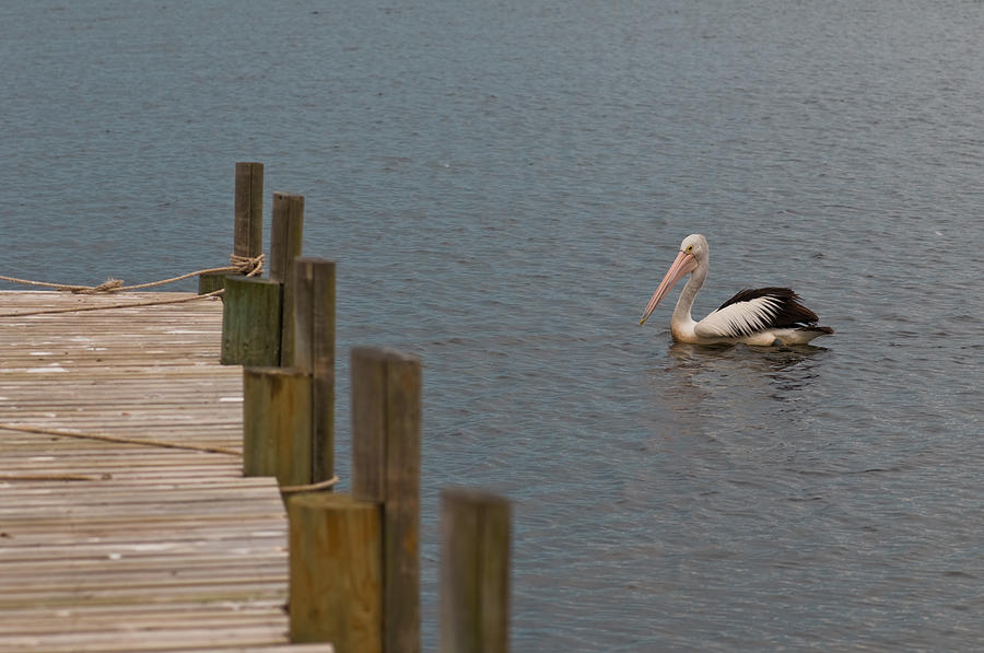 Pelican in the water next to a timber landing pier Photograph by U Schade