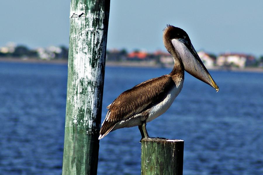 Pelican IV Photograph by Joe Faherty