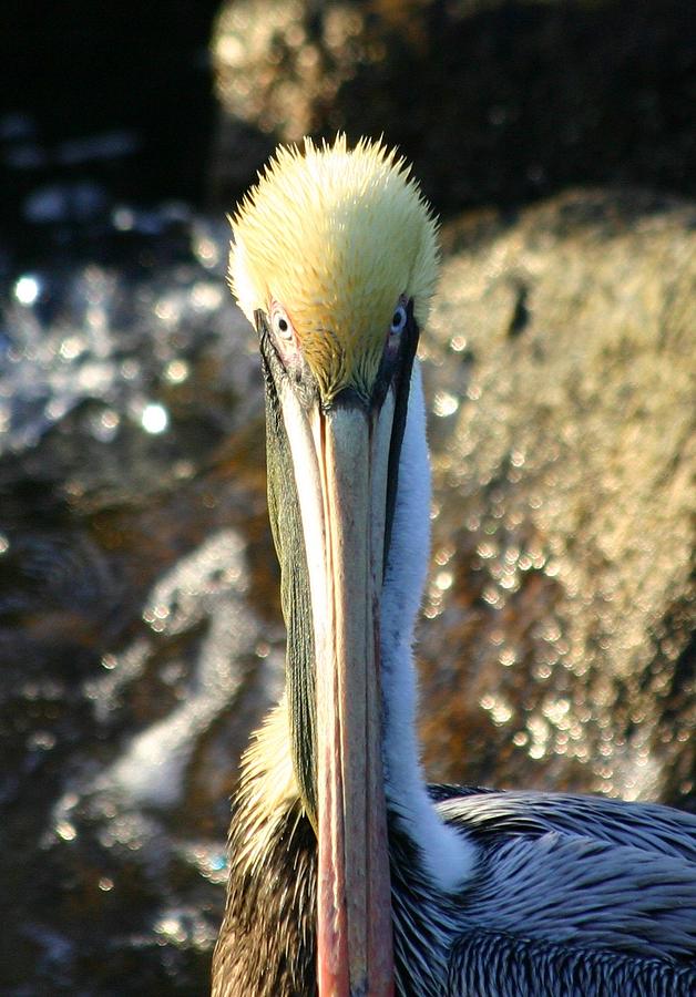 Pelican Photograph by Jeanne Andrews