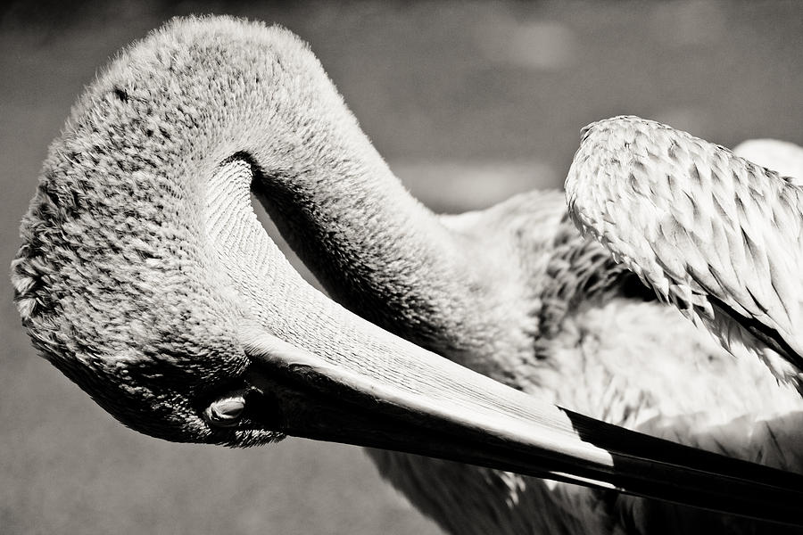 Pelican Photograph by Justin Albrecht