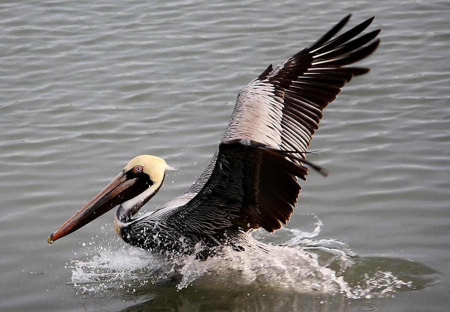 Bird Photograph - Pelican Landing by Paulette Thomas