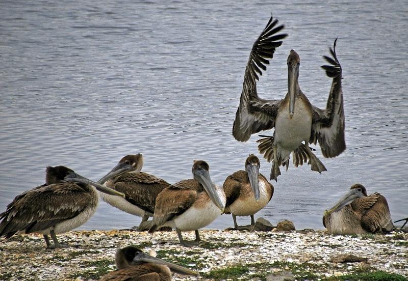 Pelican meeting Photograph by Bill Hosford
