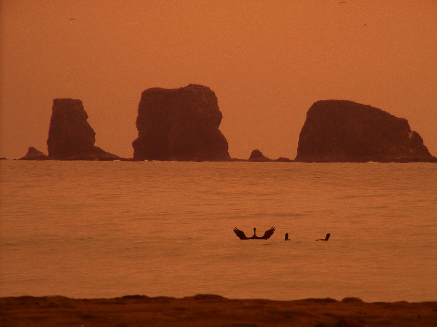 Pelican Mimics Rock Photograph by Kym Backland