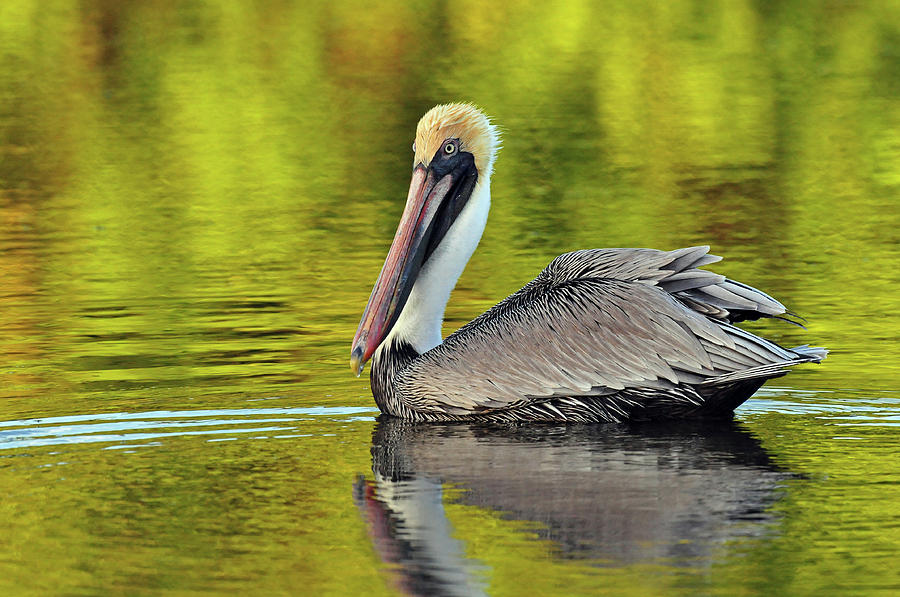 Pelican On A Golden Pond Photograph by Dave Mills