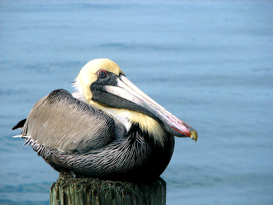 Pelican on a Pier Post Photograph by Marie Jamieson
