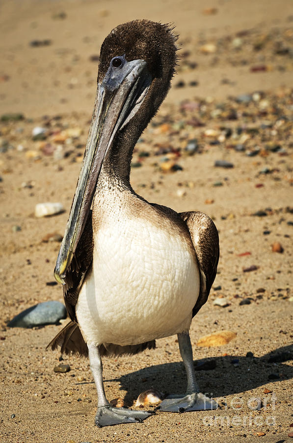 Pelican on beach in Mexico Photograph by Elena Elisseeva