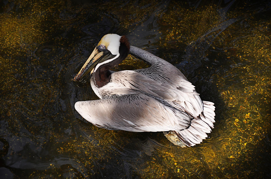 Pelican on Golden Pond Photograph by Mary Machare