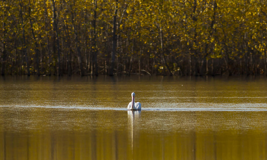 Pelican on Golden Pond Photograph by Pam  Holdsworth