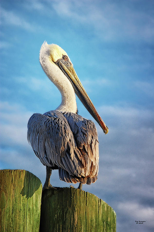 Pelican on Pilings Photograph by Peg Runyan