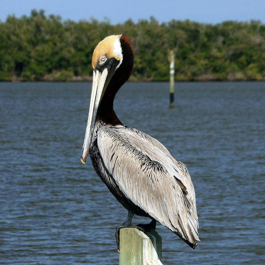 Pelican on Post 2 Photograph by Roger Soule - Fine Art America