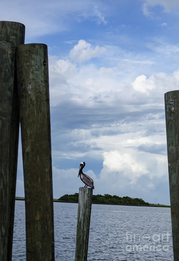 Pelican on Post Photograph by Jeanne  Woods