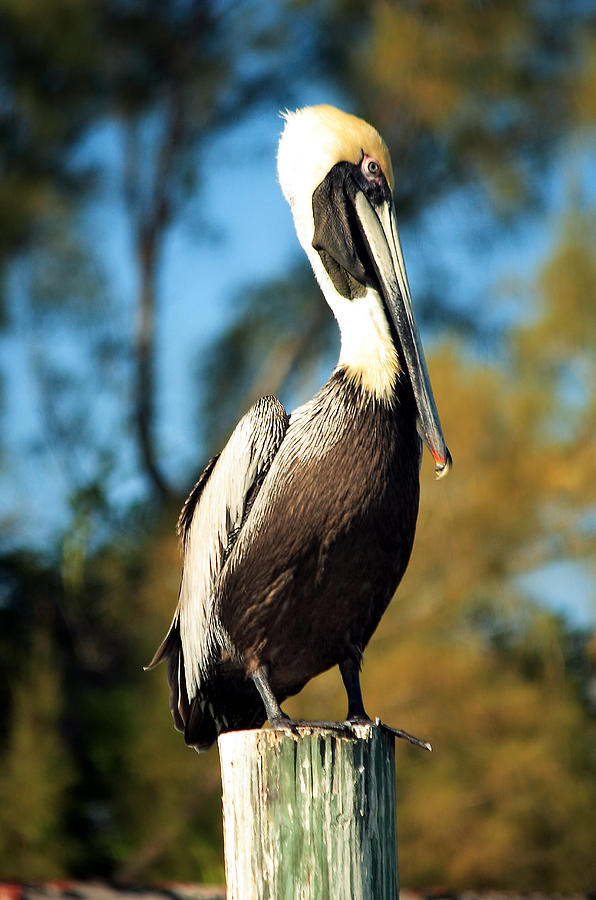 Pelican on Post Photograph by Roger Soule