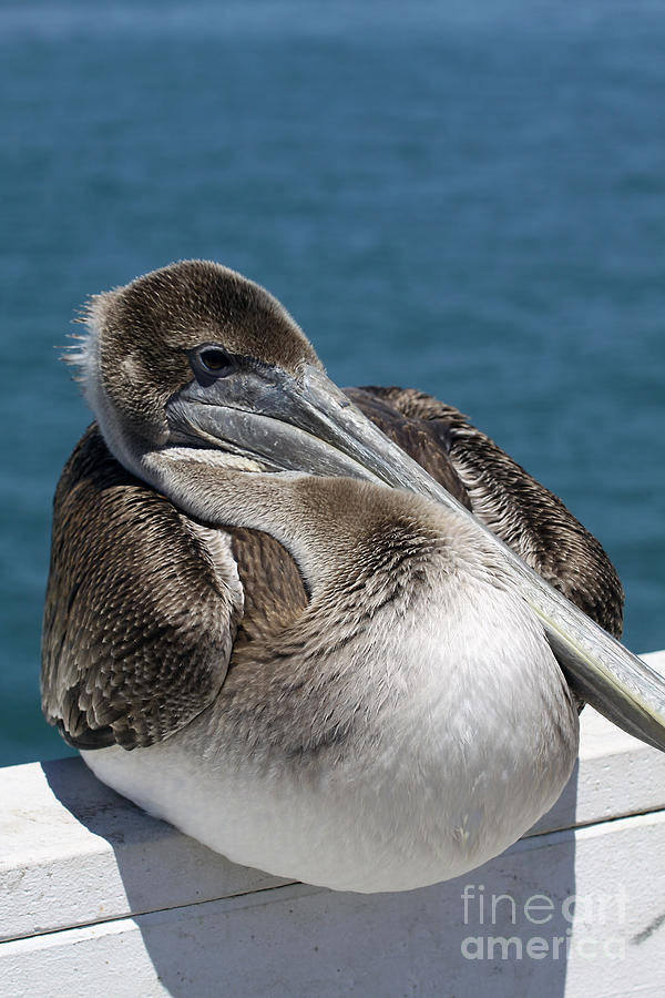Pelican on the Santa Cruz Wharf Photograph by Xine Segalas