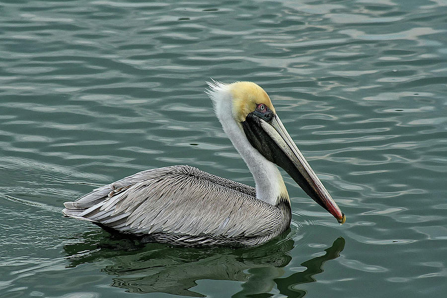 Pelican Out for a Swim Photograph by Sandra Anderson
