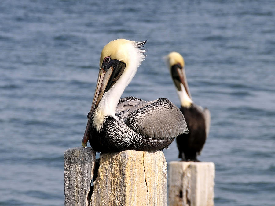 Pelican pair Photograph by David Lee Thompson