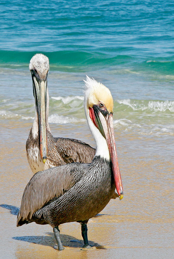 Pelican pair Photograph by Jean Noren