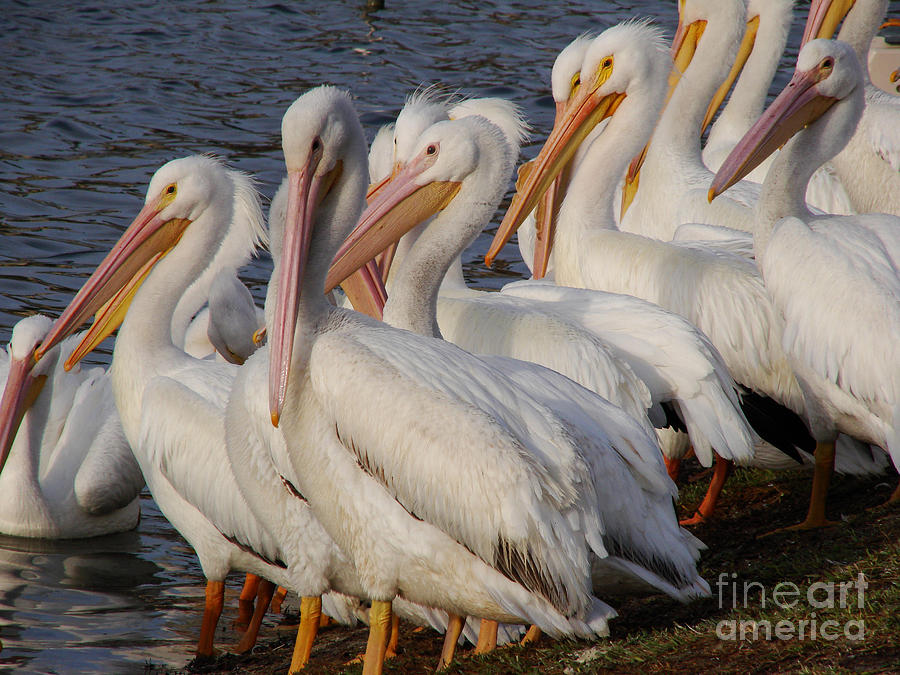Pelican Party Photograph by Mark Holbrook
