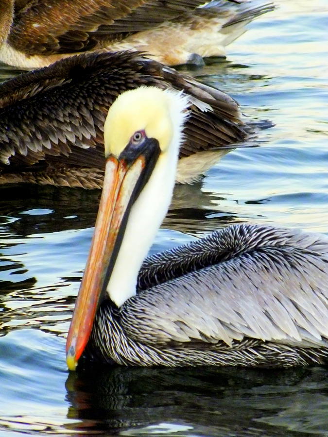 Pelican Pete Photograph by Karen Wiles