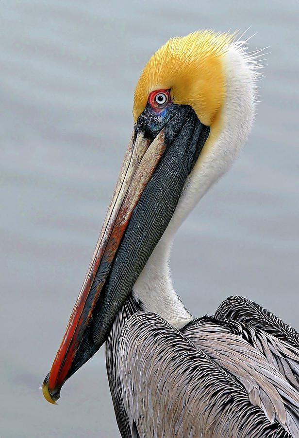 Pelican Portrait Photograph by Dave Mills