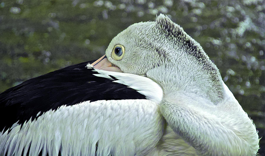 Pelican Pose Photograph by Jocelyn Kahawai