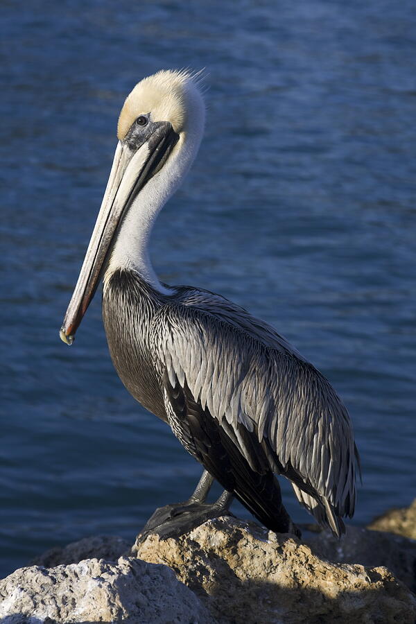 Pelican Posing Photograph by Sally Weigand