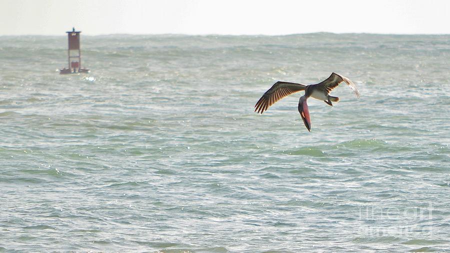 Pelican Photograph - Pelican Pouch by Lynda Dawson-Youngclaus