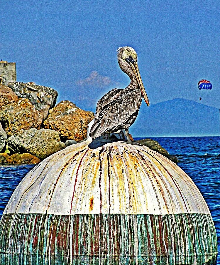 Pelican Power Photograph by Lauren Serene