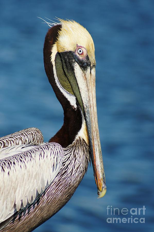 Pelican Profile Photograph by Lynda Dawson-Youngclaus